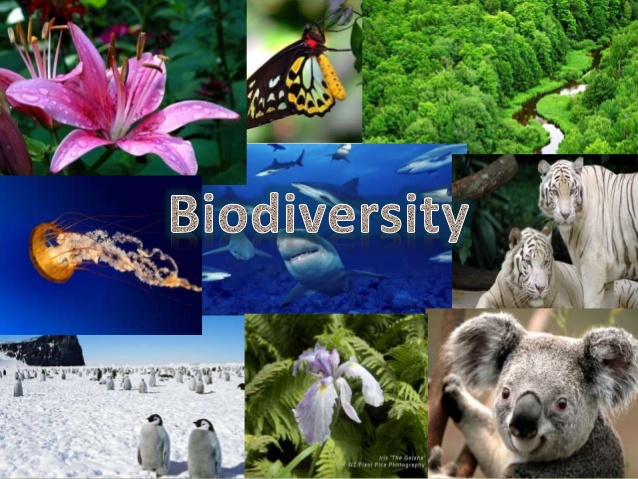 Importance Of Biodiversity Challenges And Strategies To Preserve 