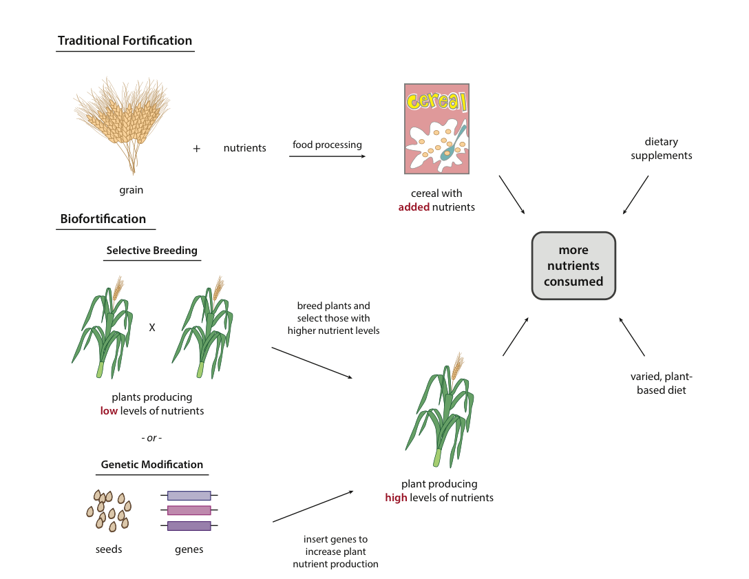 what-is-bio-fortification-some-must-know-basics-public-health-notes