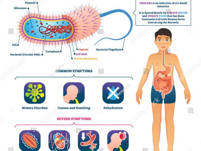 key facts about cholera Archives - Public Health Notes