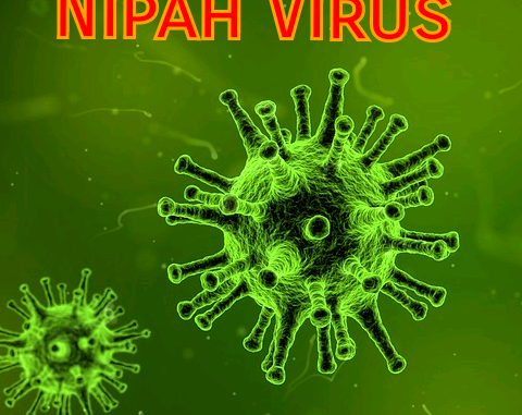 Nipah Virus Nipah Virus
