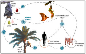 Transmission of Nipah Virus