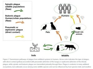 Plague transmission