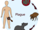 Plague